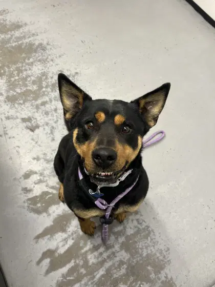 Button - Rottweiler