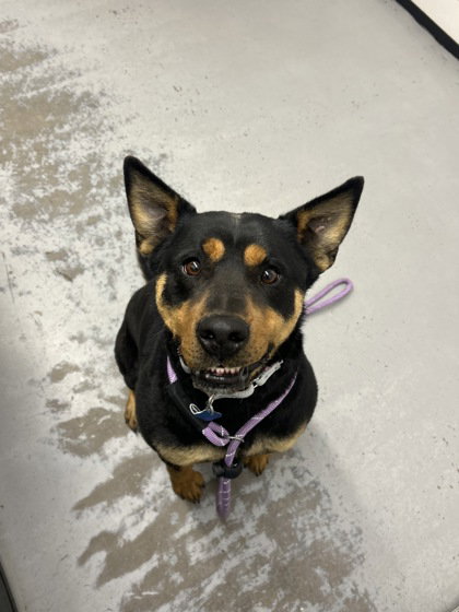 BUTTON, an adoptable Rottweiler in Chandler, AZ