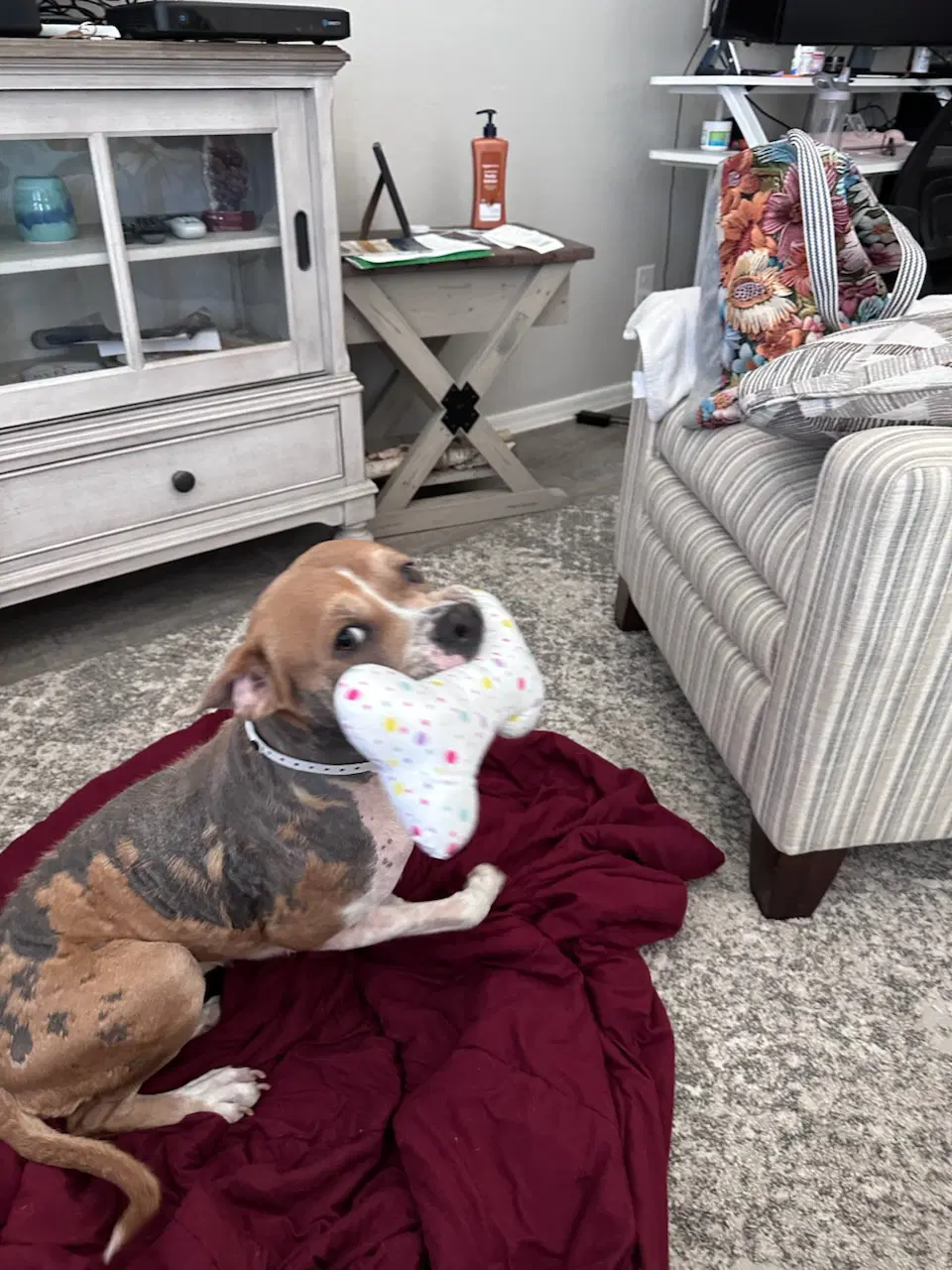 Luna - Pit Bull Terrier
