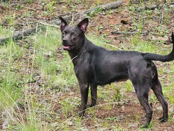 Maggie image 3