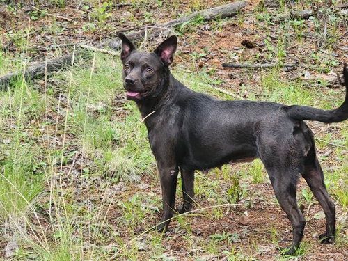 MAGGIE, a dog for adoption from Underdog Rescue of Arizona, LLC