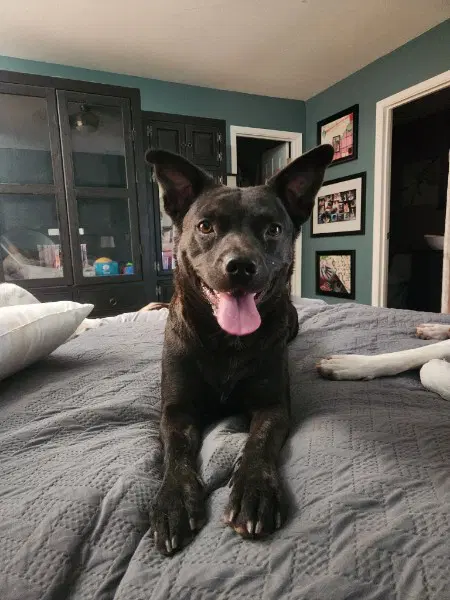 Maggie - Australian Kelpie