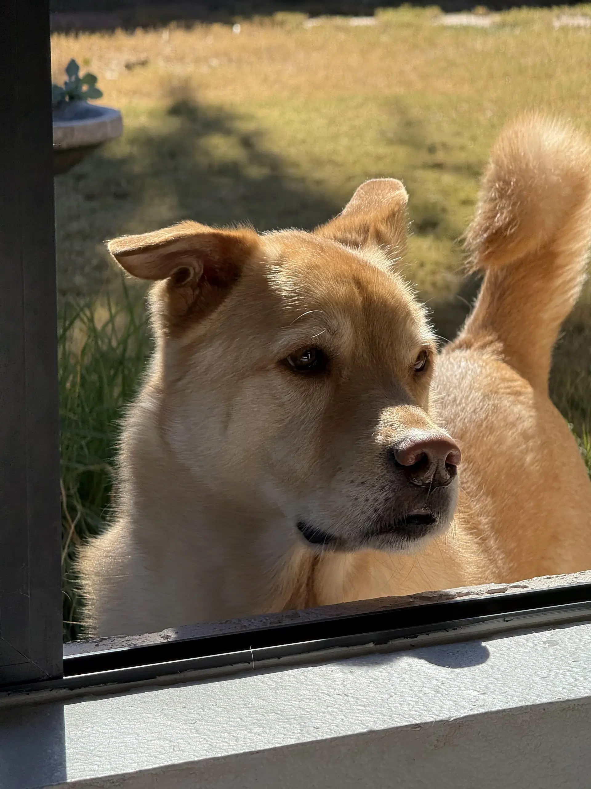 Robin - Golden Retriever
