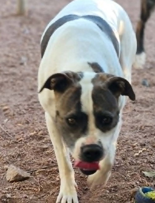 Photo 4 of STELLA