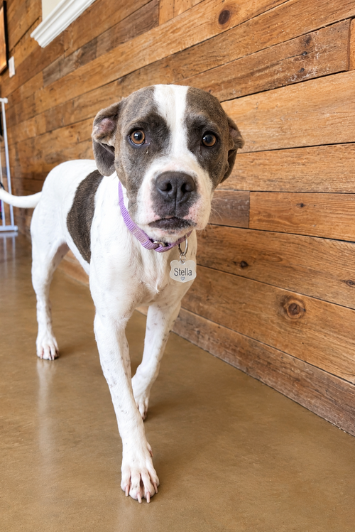 STELLA, a dog for adoption from Underdog Rescue of Arizona, LLC