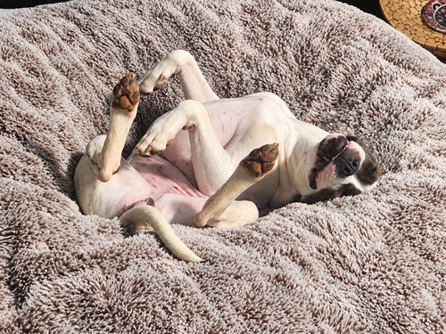 Photo 6 of STELLA