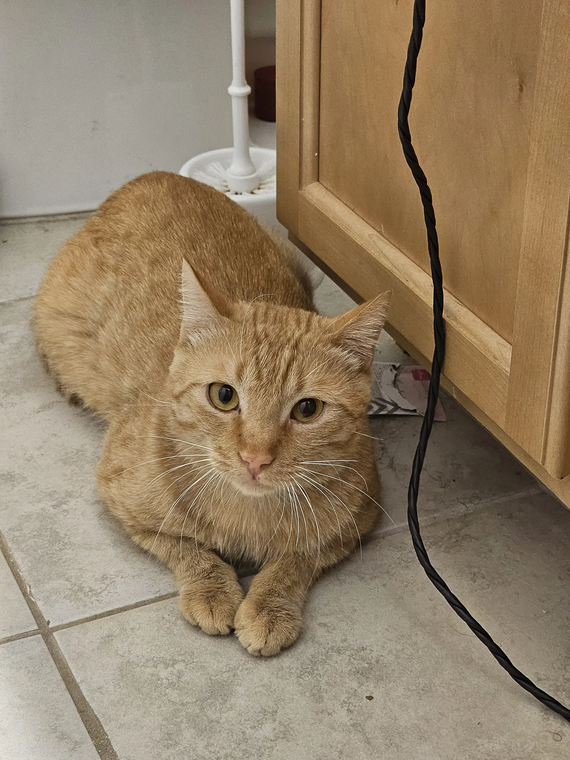 Quincy Cat - Domestic Short Hair