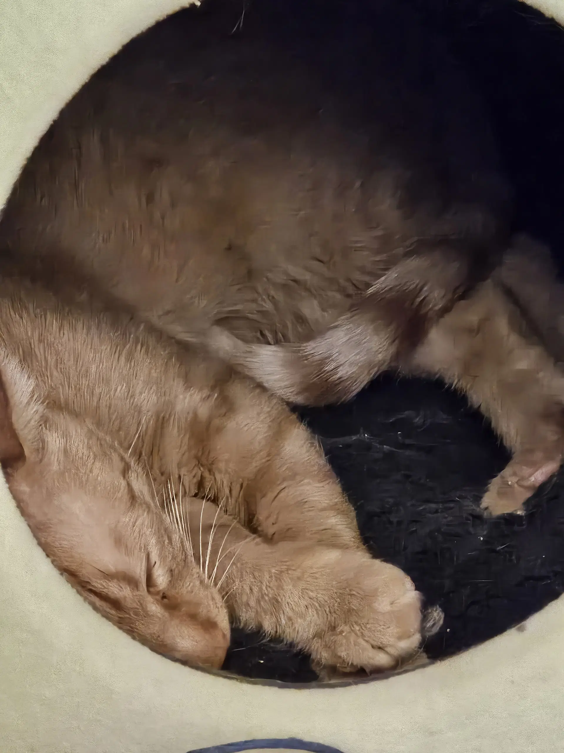 Quincy Cat image 2