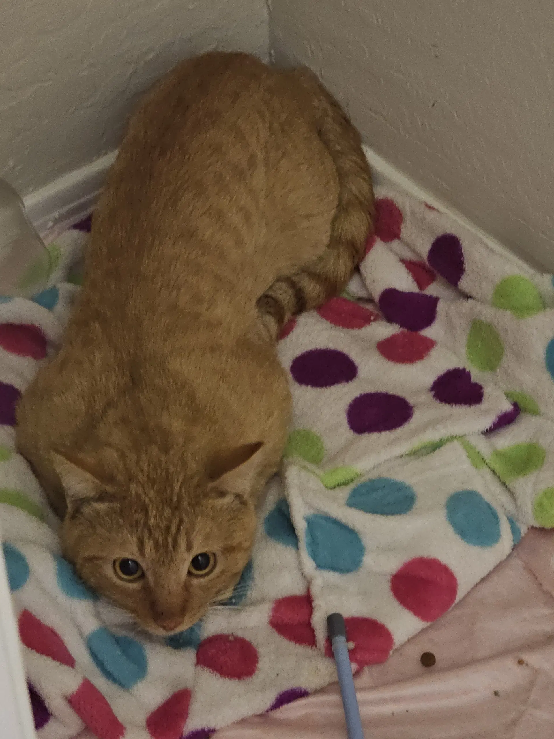 Quincy Cat image 3