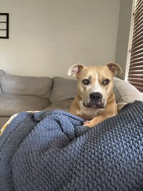 Winston - American Pit Bull Terrier