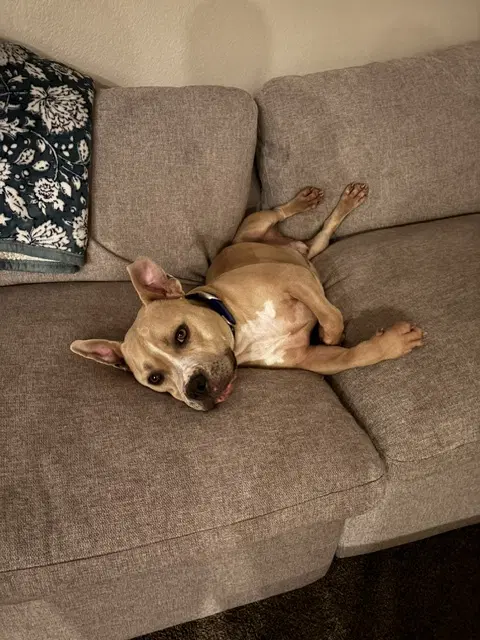 Winston image 3