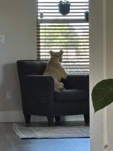 Winston image 4