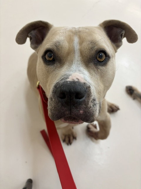 Winston #7 photo 5