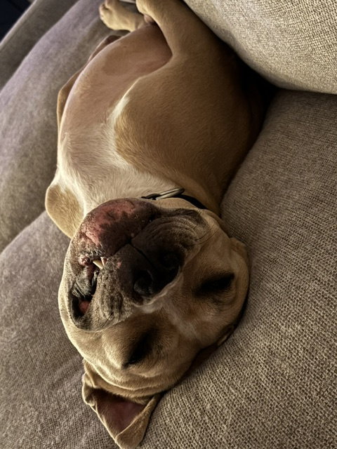 Winston #7 photo 7
