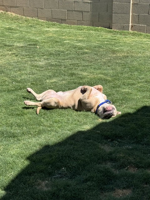 Winston #7 photo 8