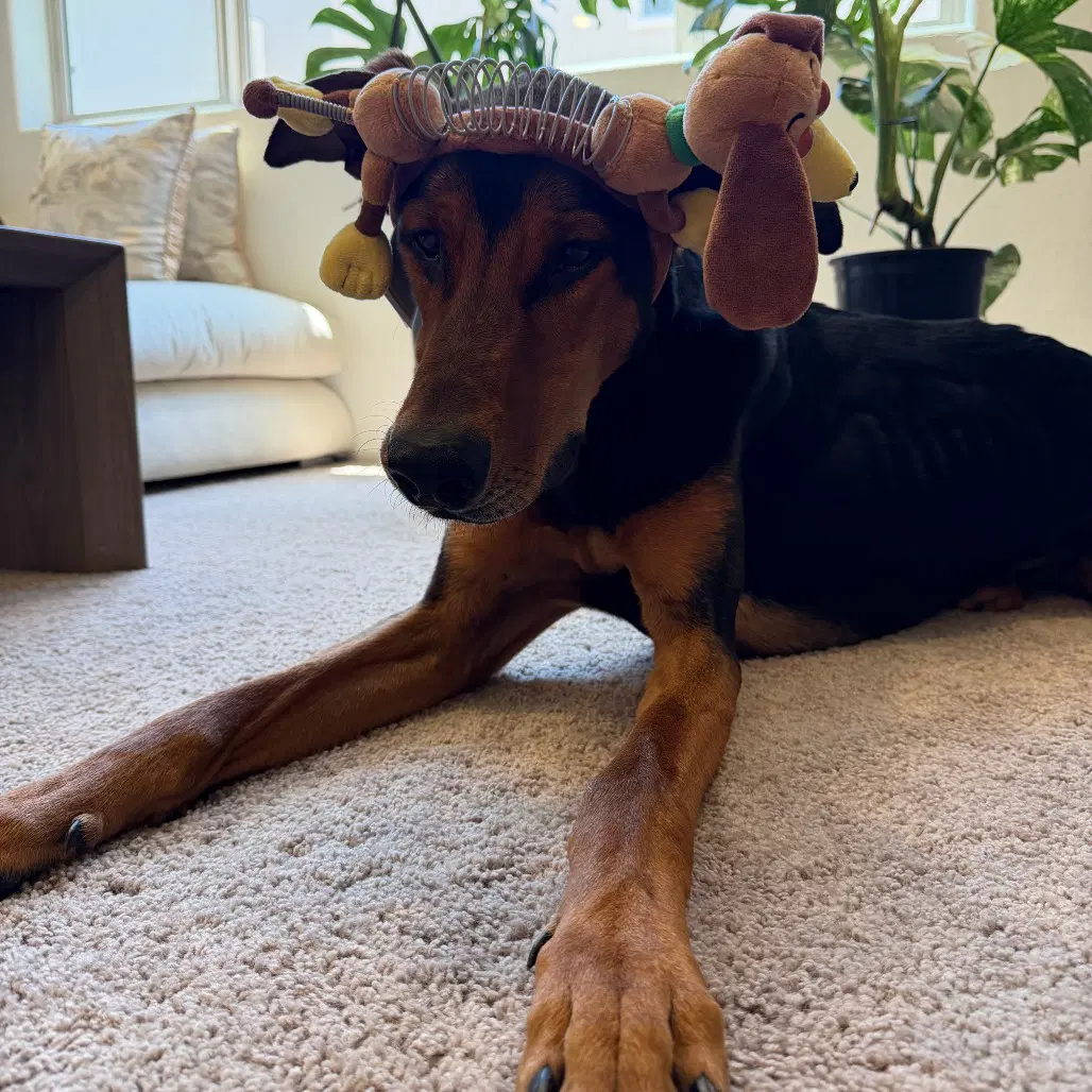 Jax - Doberman Pinscher