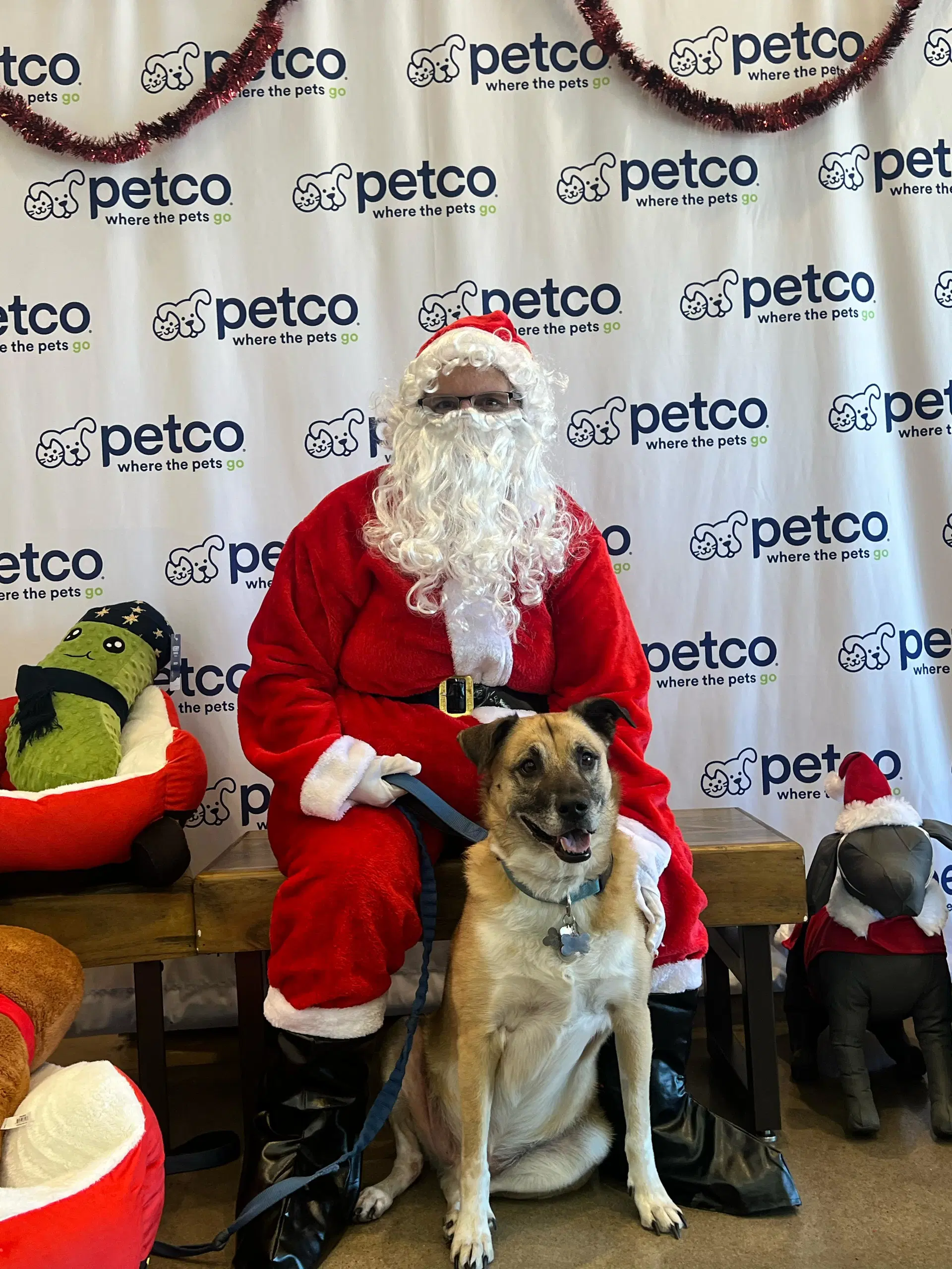 Milo - Anatolian Shepherd