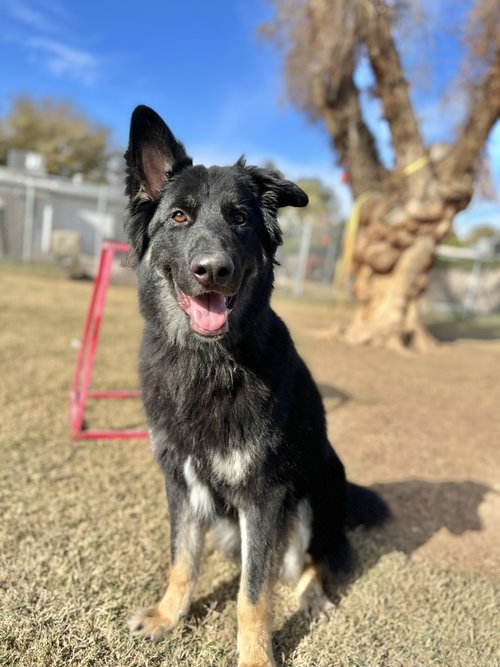 Mowgli