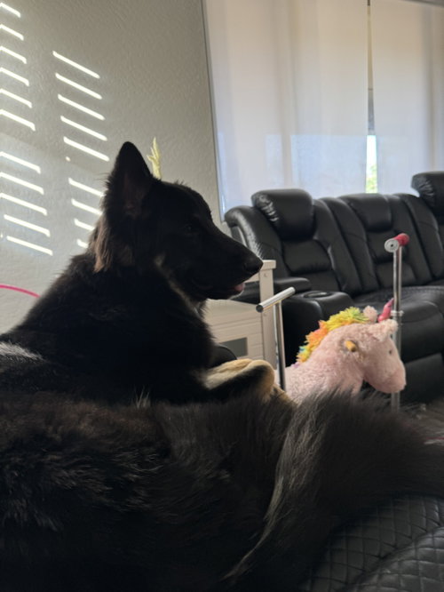 Mowgli photo 3
