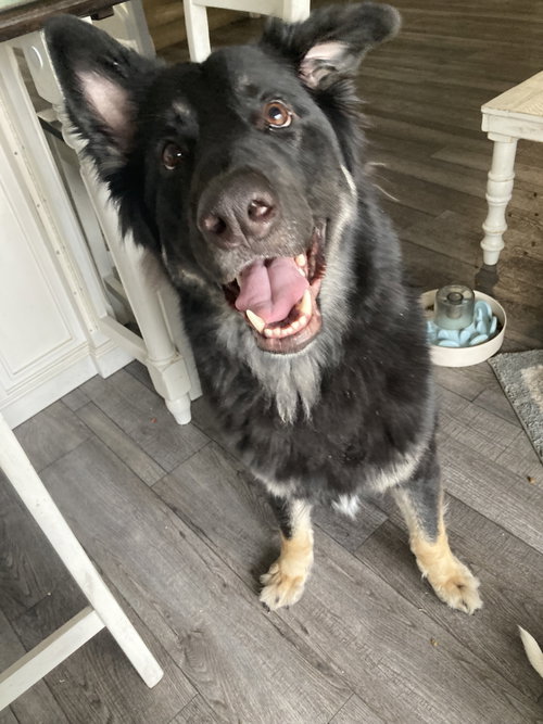 Mowgli photo 4