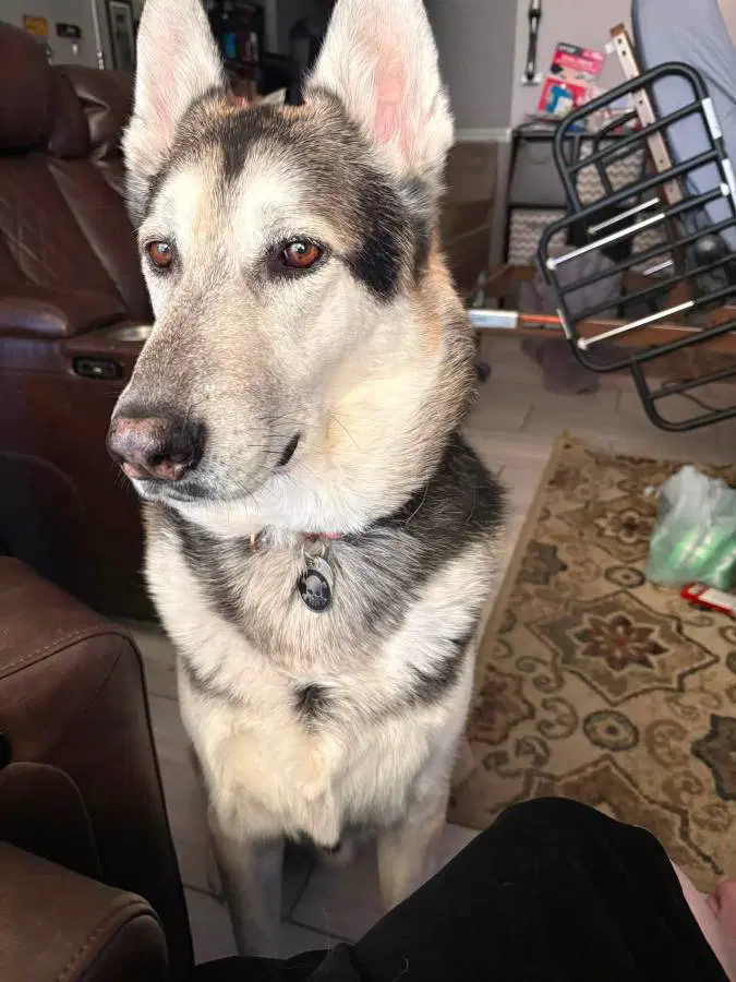 Hugo - German Shepherd Dog