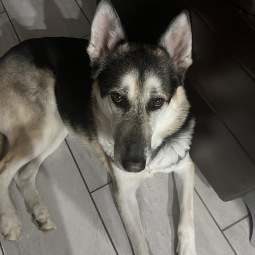 Hugo #3 photo 2