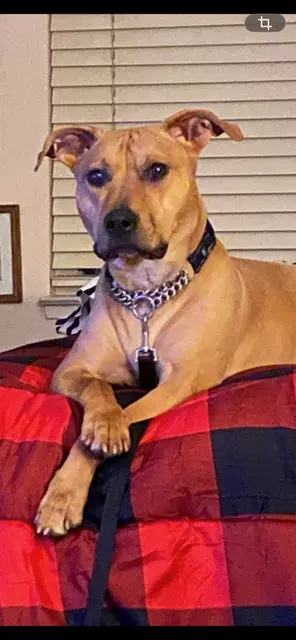 Harlequin - Rhodesian Ridgeback