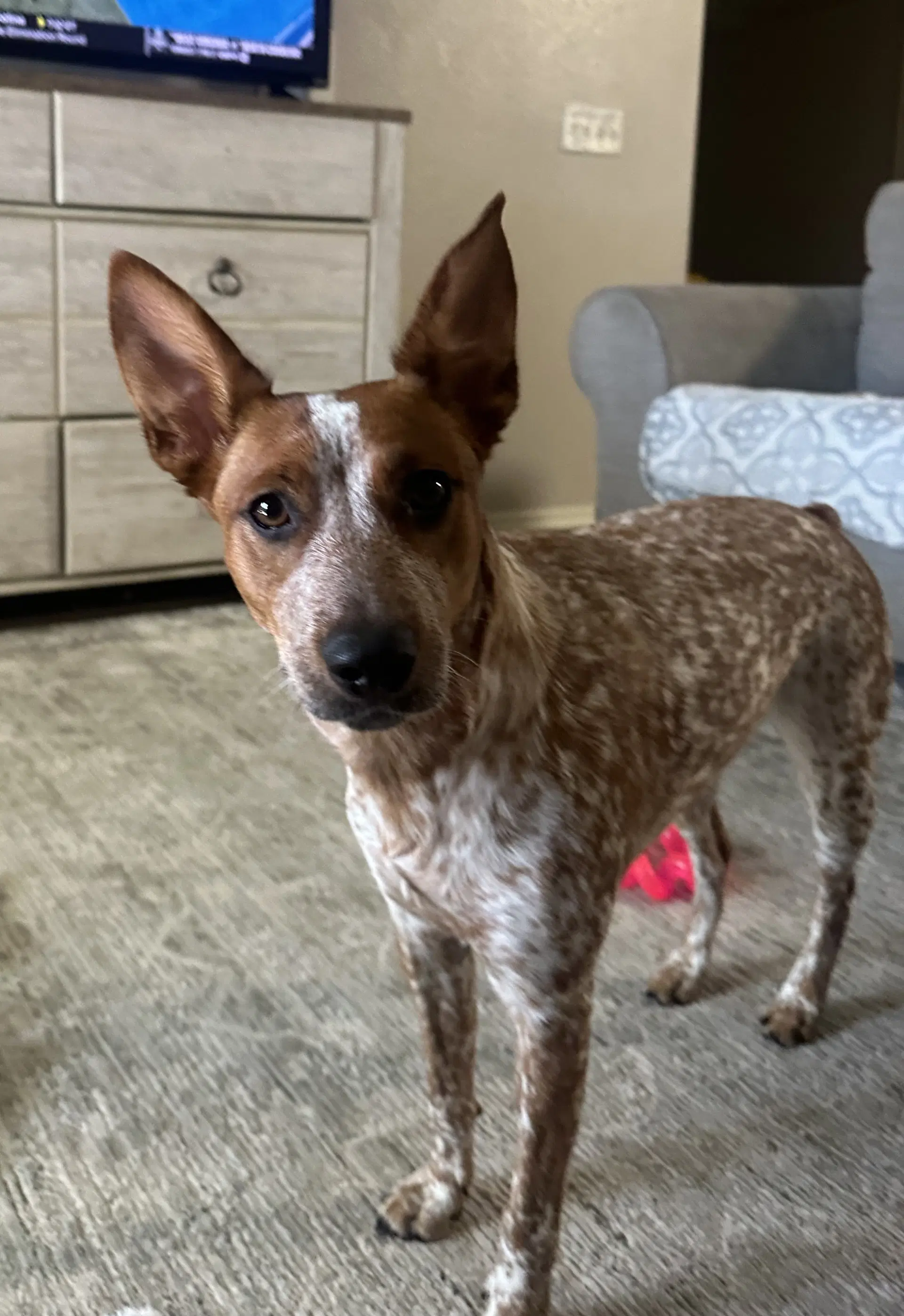 Coco Chanel - Australian Cattle Dog/Blue Heeler