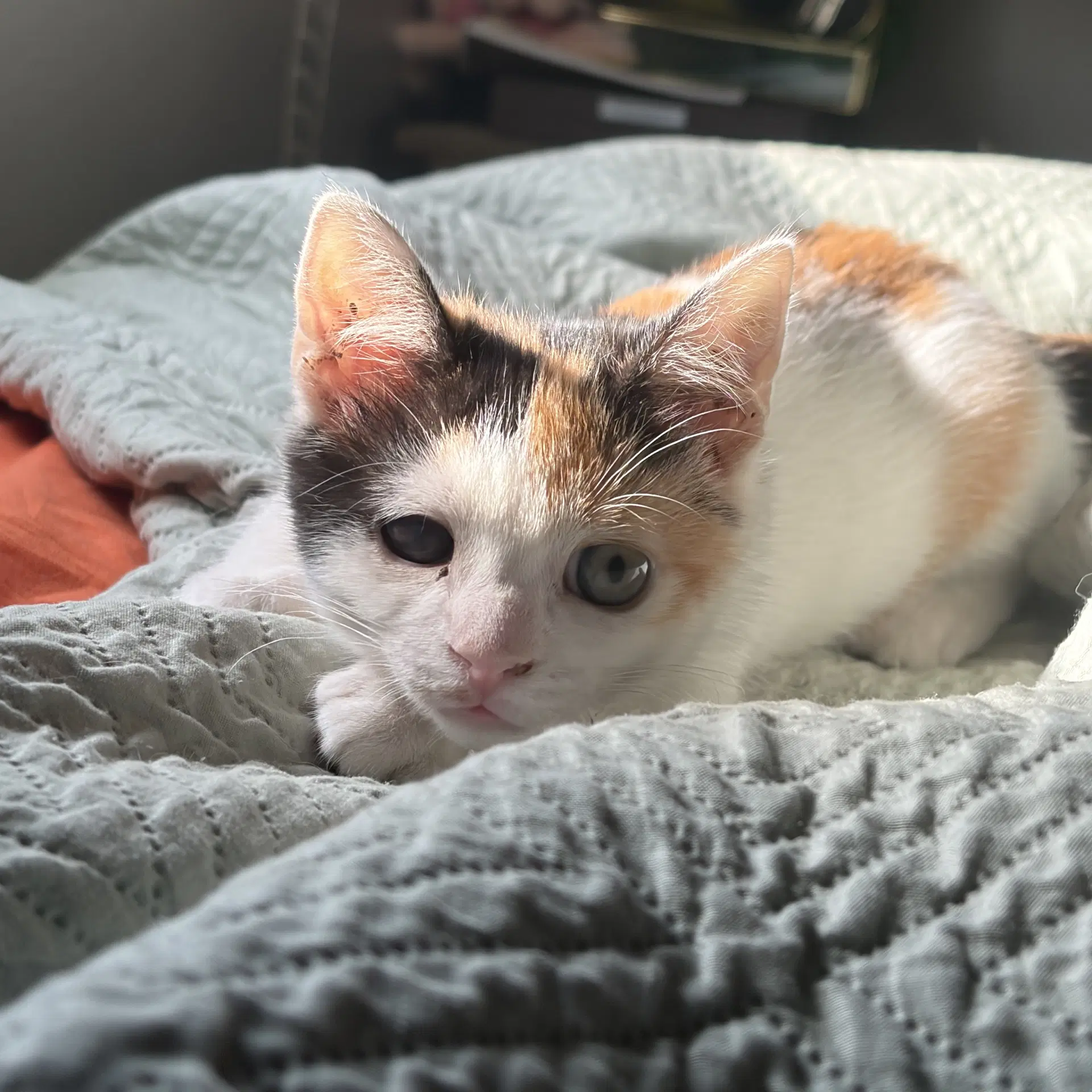 Churu - Domestic Short Hair