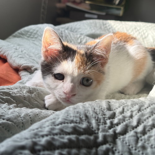 picture of the cat needing adoption