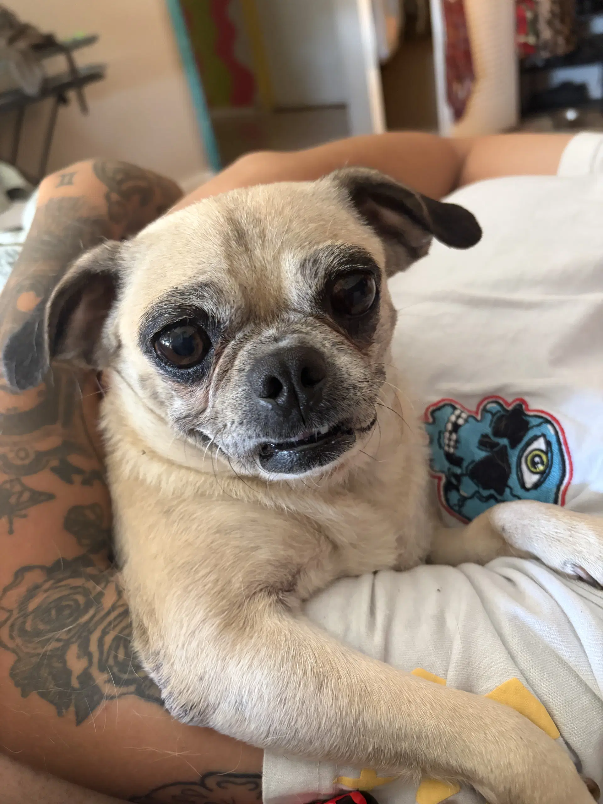 Fiona - Pug
