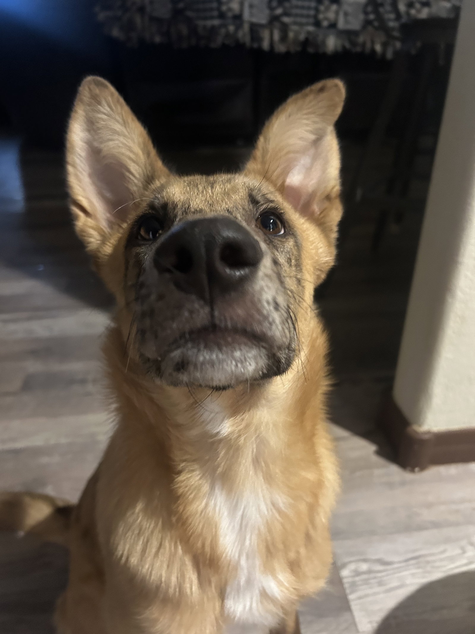 PEANUT, photo 3