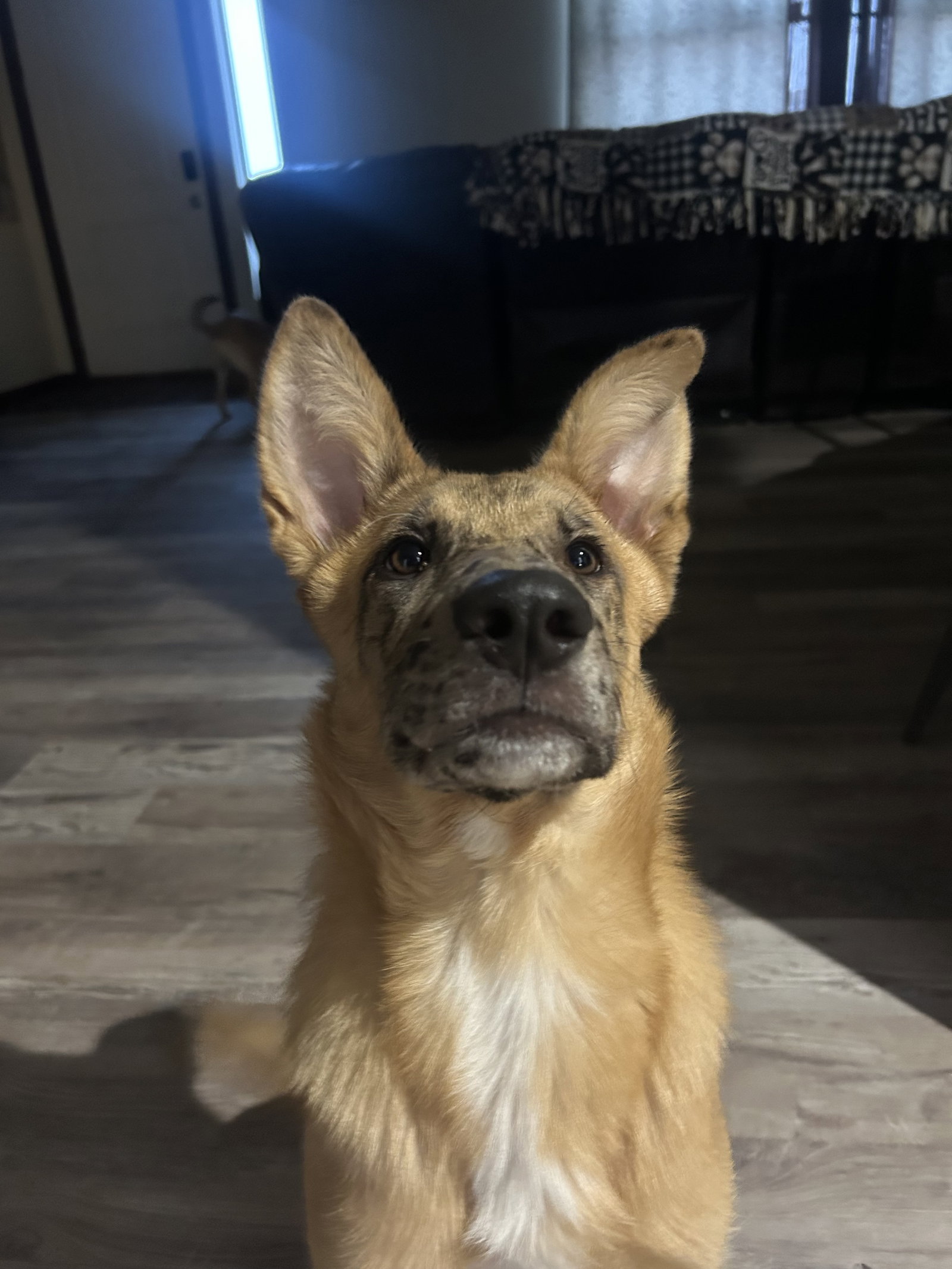 PEANUT, photo 4