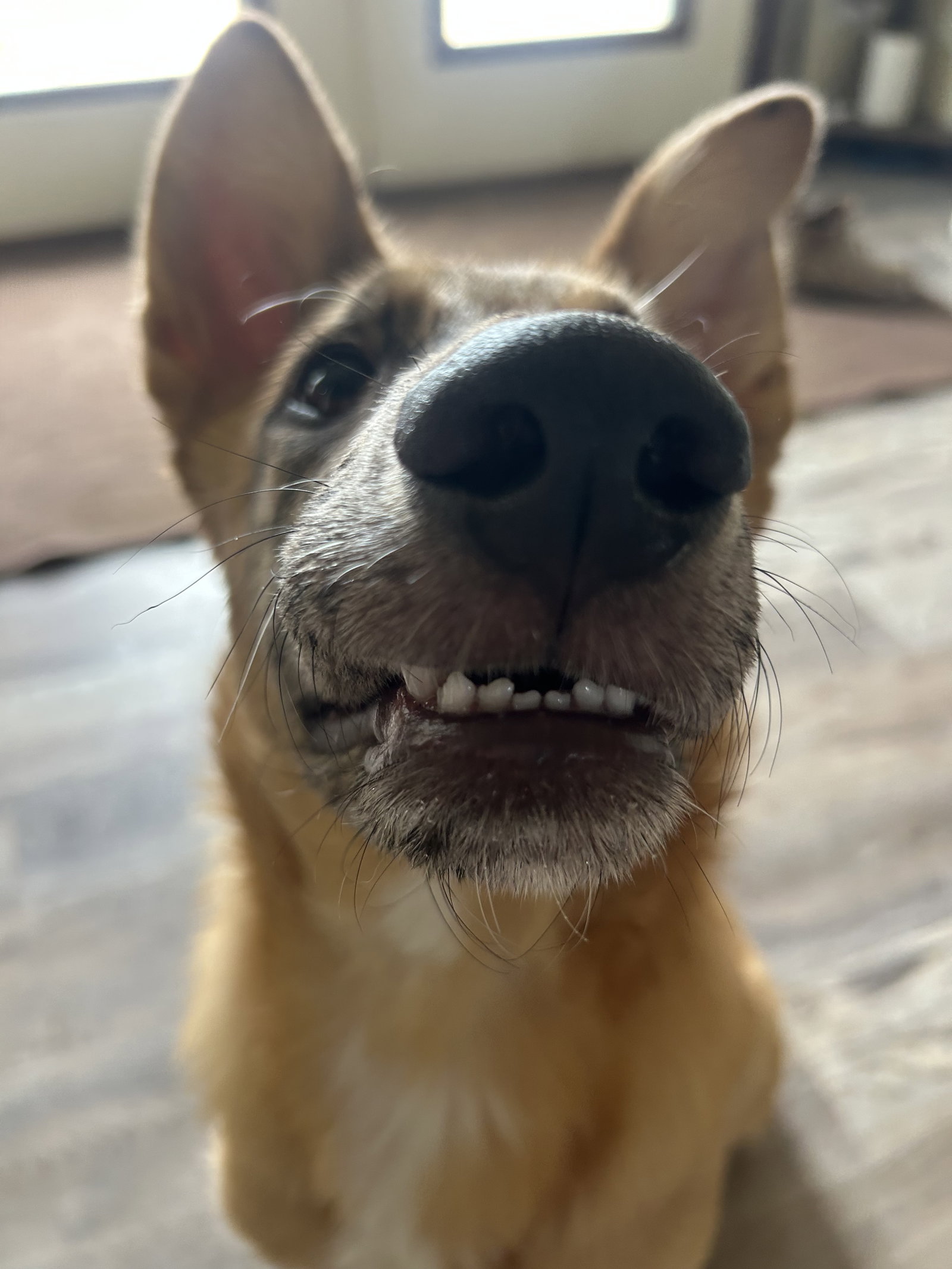 PEANUT, photo 2