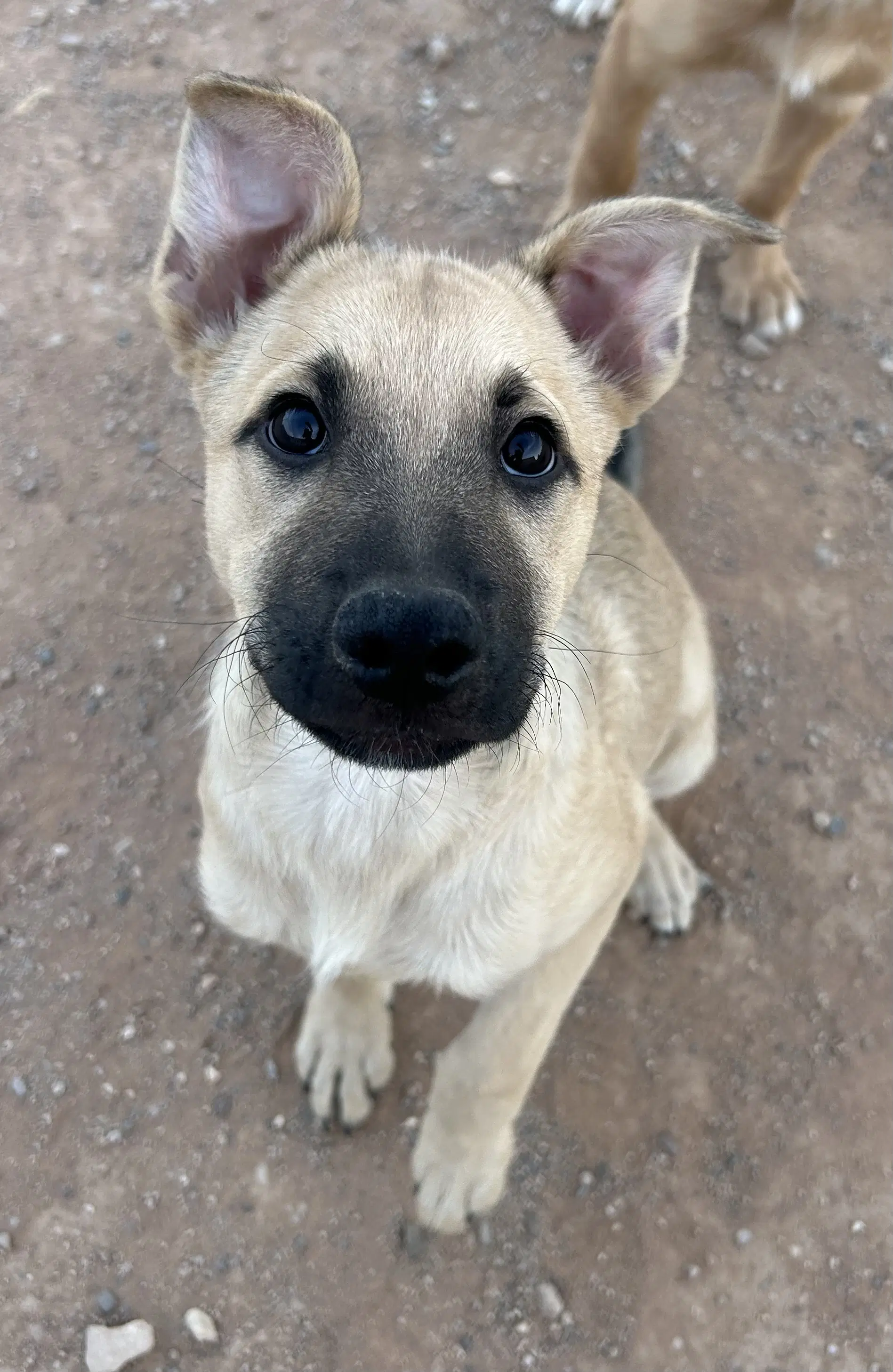 Butter - German Shepherd Dog