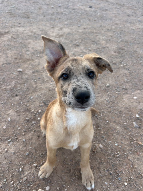JELLY, a dog for adoption from Underdog Rescue of Arizona, LLC