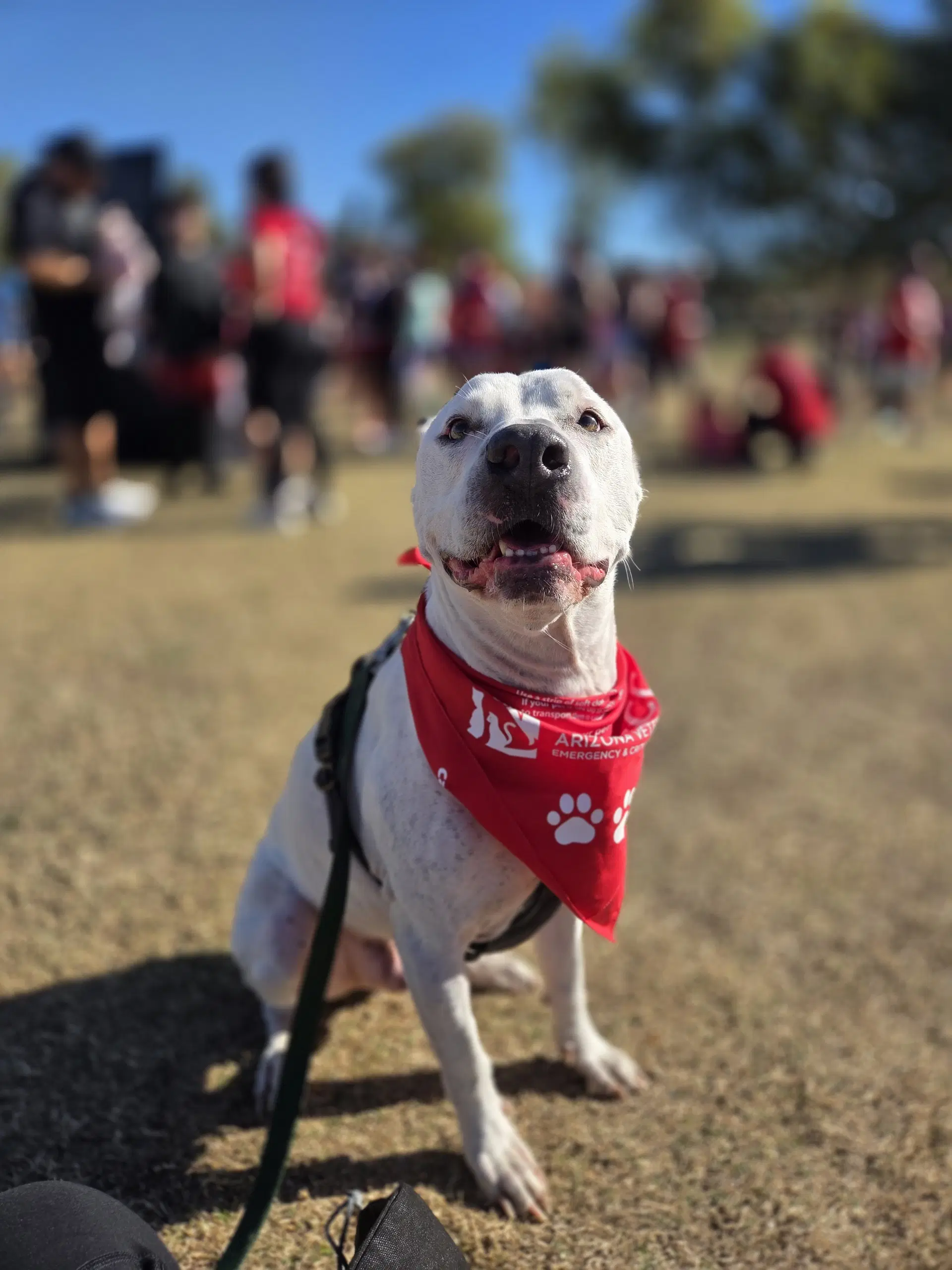 Marty - American Pit Bull Terrier