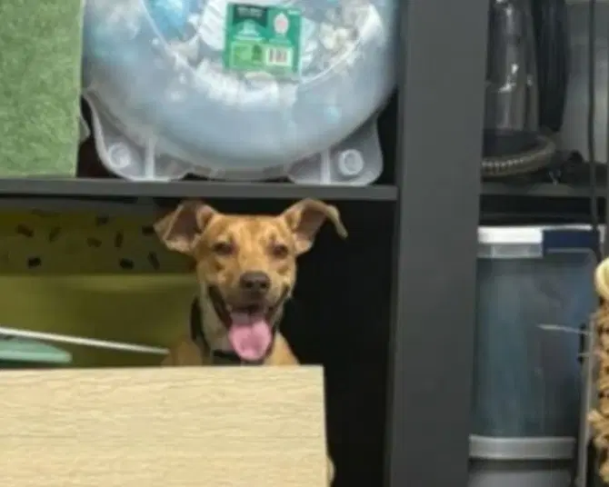 Tucker image 2