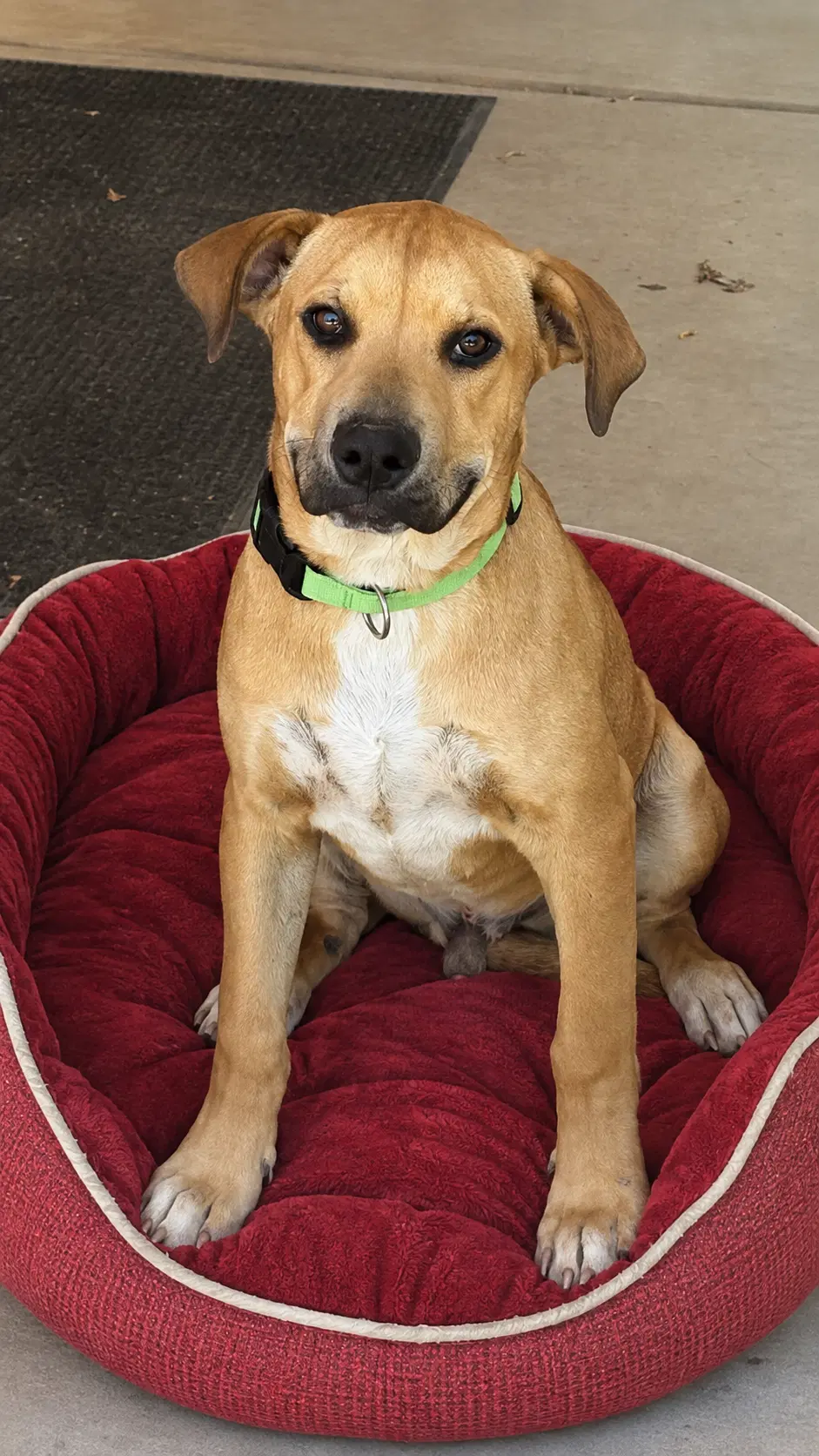 Bernie - Labrador Retriever