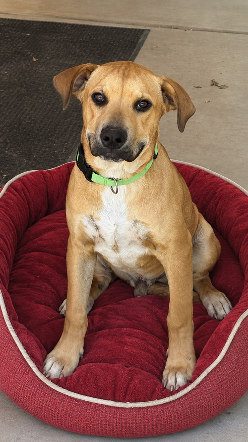 picture of the dog needing adoption