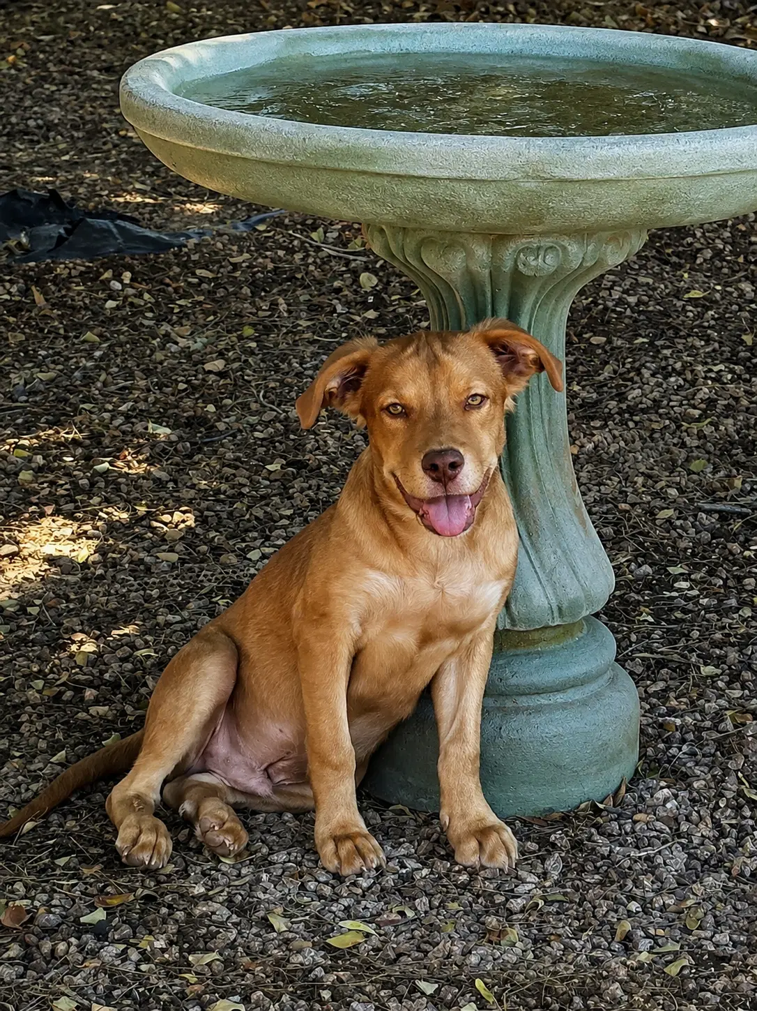 Eddie image 1