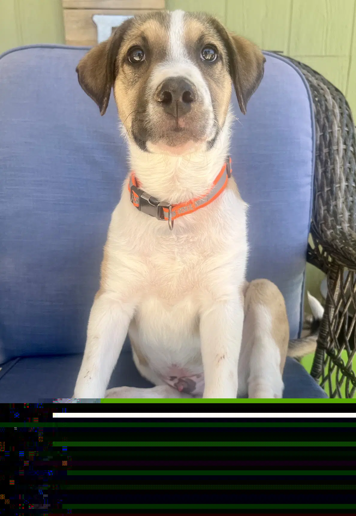 Cosmo - American Pit Bull Terrier