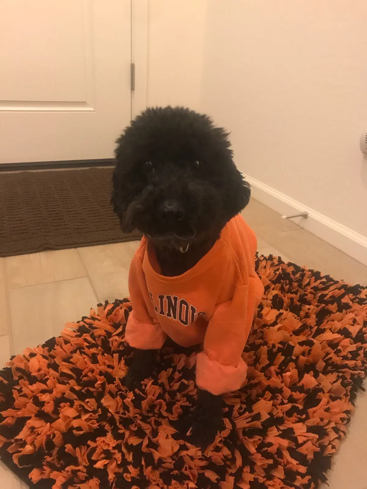 Lily - Poodle (Miniature)