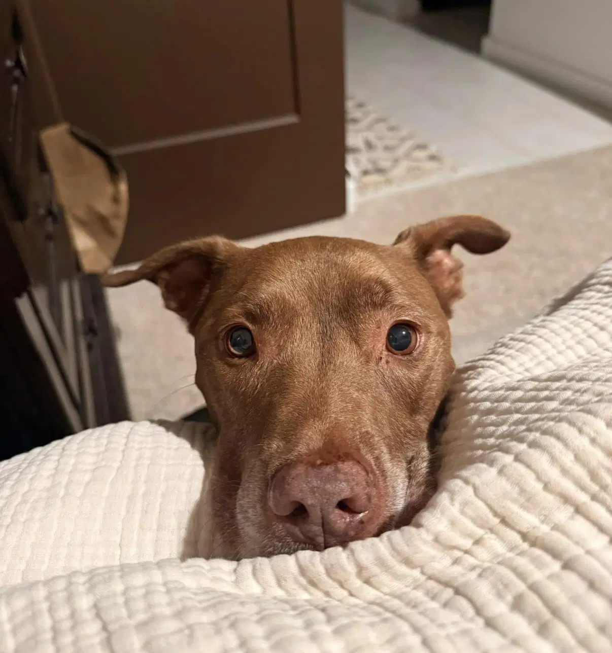 Sadie - American Pit Bull Terrier