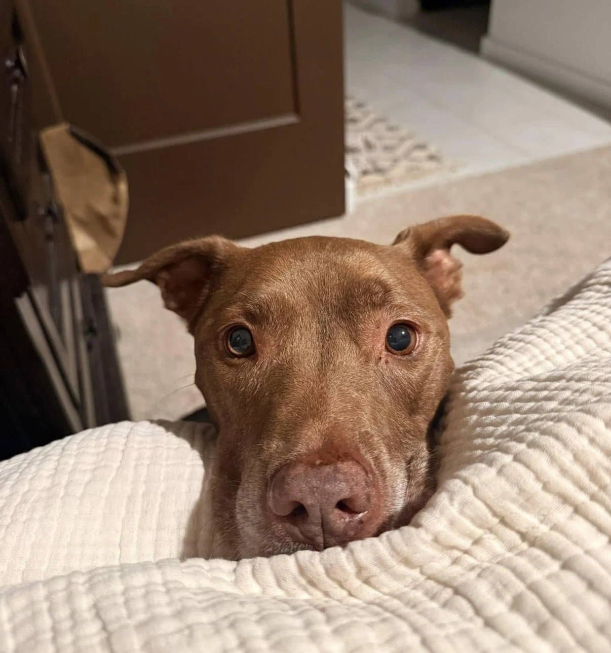 Sadie