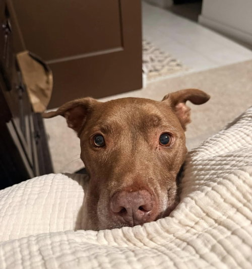 picture of the dog needing adoption