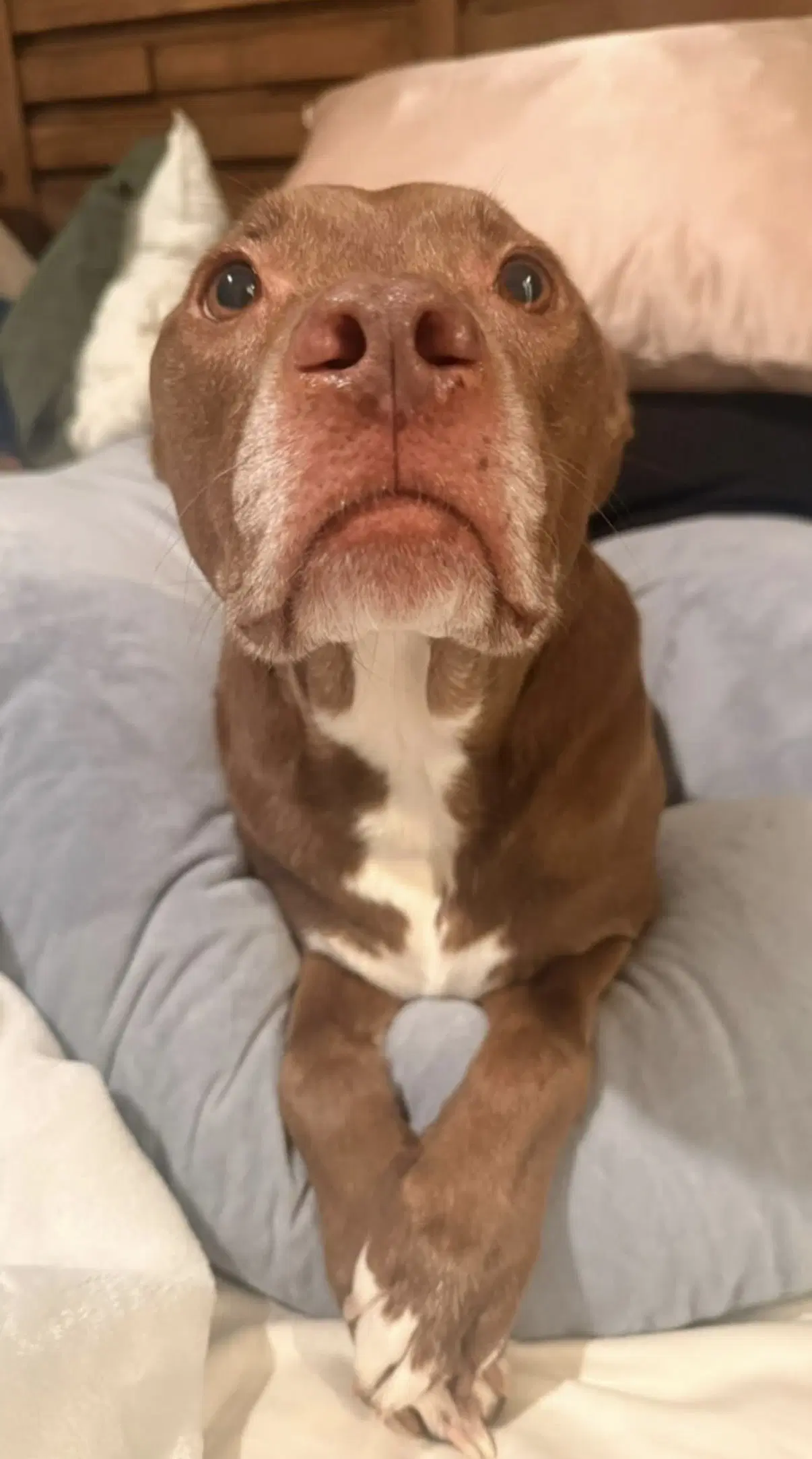 Sadie image 4
