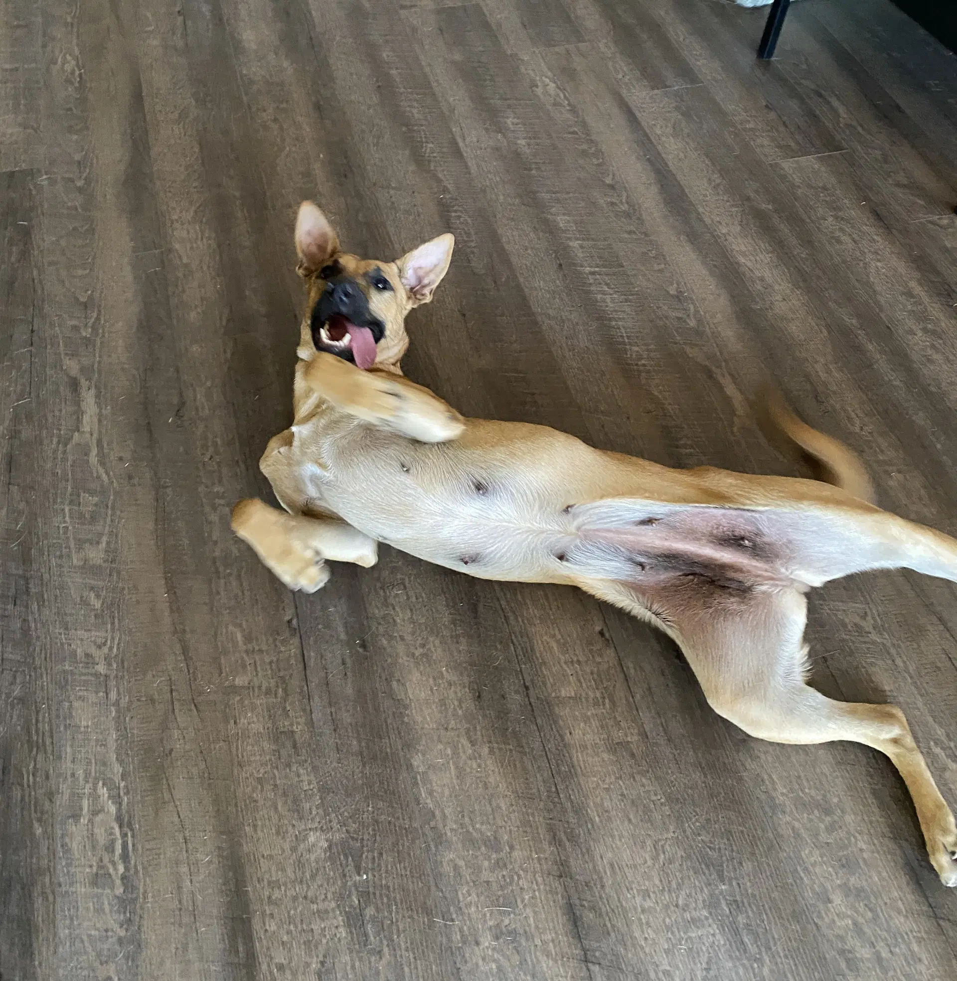 Momma Dog image 3