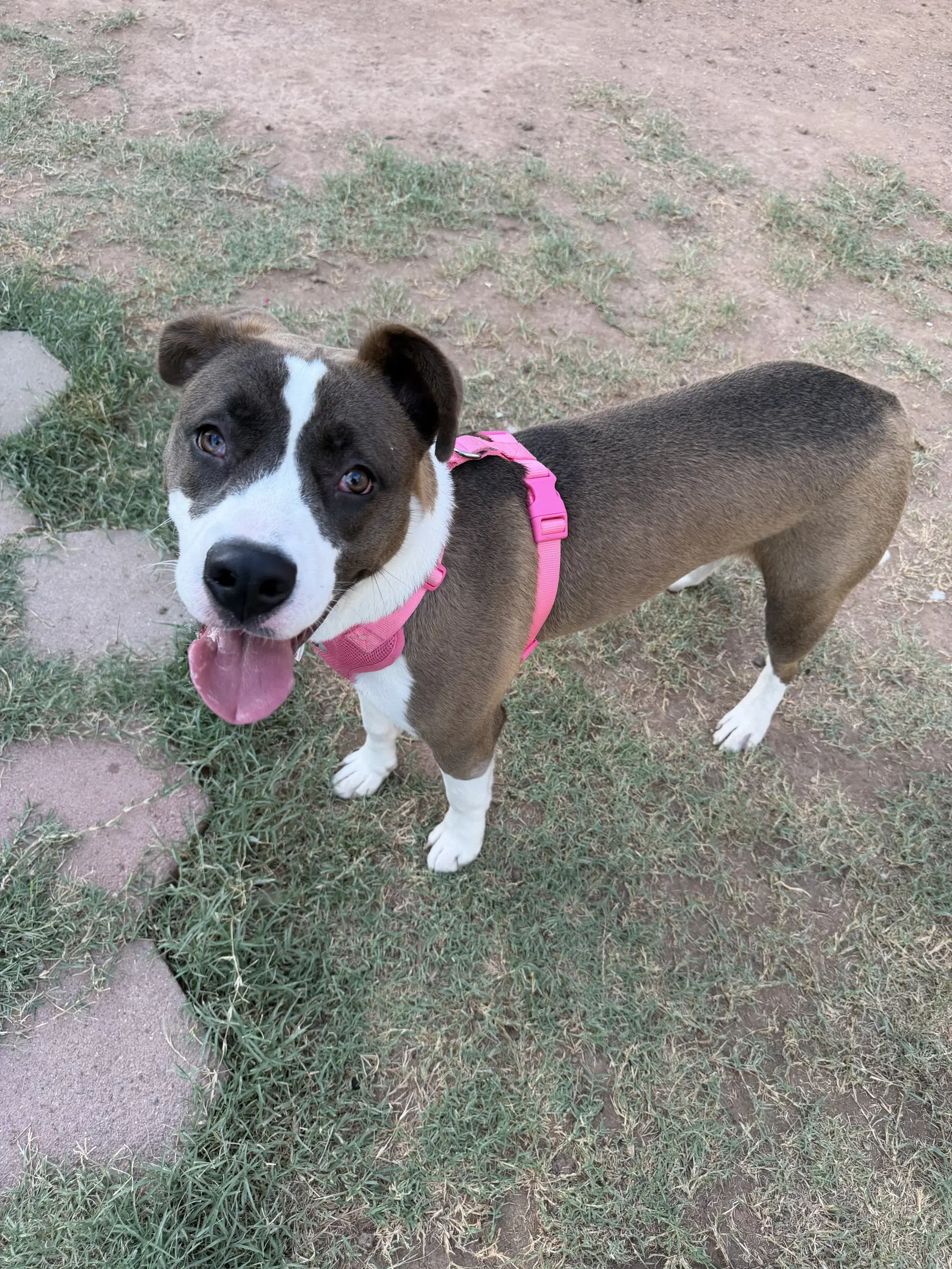 Mina - Pit Bull Terrier