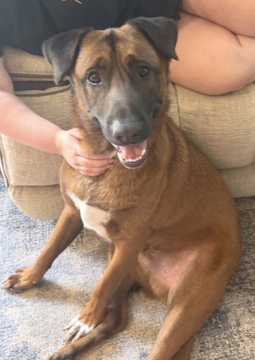 KIRBY #2, a dog for adoption from Underdog Rescue of Arizona, LLC